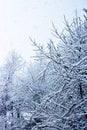 Snow covered branches during snowfall. Tree under snow in forest
