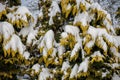 Snow covered branches of thuya bush