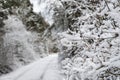 Snow covered branches by a trail Royalty Free Stock Photo