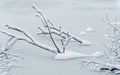 Snow-covered branches of a tree sticking out of the frozen river in winter Royalty Free Stock Photo