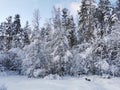 Snow-covered branches of trees and bushes, bent down under the weight of snow, on a frosty winter day Royalty Free Stock Photo