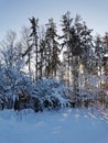 Snow-covered branches of trees and bushes, bent down under the weight of snow, on a frosty winter day Royalty Free Stock Photo