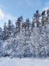 Snow-covered branches of trees and bushes, bent down under the weight of snow, on a frosty winter day Royalty Free Stock Photo