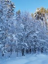 Snow-covered branches of trees and bushes, bent down under the weight of snow, on a frosty winter day Royalty Free Stock Photo