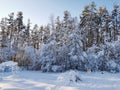 Snow-covered branches of trees and bushes, bent down under the weight of snow, on a frosty winter day Royalty Free Stock Photo