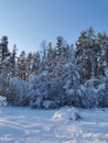 Snow-covered branches of trees and bushes, bent down under the weight of snow, on a frosty winter day Royalty Free Stock Photo