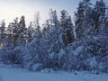 Snow-covered branches of trees and bushes, bent down under the weight of snow, on a frosty winter day Royalty Free Stock Photo