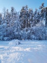 Snow-covered branches of trees and bushes, bent down under the weight of snow, on a frosty winter day Royalty Free Stock Photo