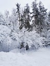 Snow-covered branches of trees and bushes, bent down under the weight of snow, on a frosty winter day Royalty Free Stock Photo