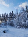 Snow-covered branches of trees and bushes, bent down under the weight of snow, on a frosty winter day Royalty Free Stock Photo