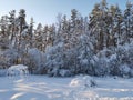 Snow-covered branches of trees and bushes, bent down under the weight of snow, on a frosty winter day Royalty Free Stock Photo