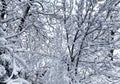 Snow-covered branches of trees in the forest. Winter landscape background. Royalty Free Stock Photo
