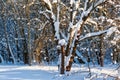 Snow covered leafless trees in winter forest Royalty Free Stock Photo