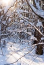 Snow covered leafless trees in winter forest Royalty Free Stock Photo