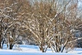 Snow covered leafless trees in winter forest Royalty Free Stock Photo