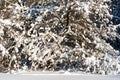 Snow covered leafless trees in winter forest Royalty Free Stock Photo