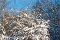 Snow covered leafless trees in winter forest Royalty Free Stock Photo