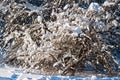 Snow covered leafless trees in winter forest Royalty Free Stock Photo