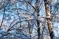 Snow covered leafless trees in winter forest Royalty Free Stock Photo