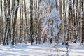 Snow covered leafless trees in winter forest Royalty Free Stock Photo