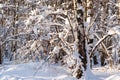 Snow covered leafless trees in winter forest Royalty Free Stock Photo