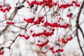 Snow-covered branches of viburnum with red berries Royalty Free Stock Photo