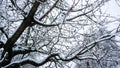Snow covered branches of a walnut tree in winter Royalty Free Stock Photo