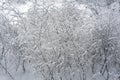 Snow-covered branches in winter snow branches ranches Royalty Free Stock Photo