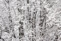 Snow-covered branches in a wood during the winter Royalty Free Stock Photo