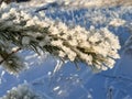 snow-covered branches of a young pine in the sun. close shooting