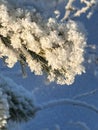 snow-covered branches of a young pine in the sun. close shooting