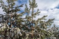 Snow-covered branches of young pine trees against a blue sky with clouds. Royalty Free Stock Photo