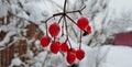 Snow-covered bright and multi-colored Christmas tree decorations on a snowy New Year tree with green needles in a winter country g Royalty Free Stock Photo