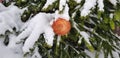 Snow-covered bright and multi-colored Christmas tree decorations on a snowy New Year tree Royalty Free Stock Photo