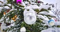 Snow-covered bright and multi-colored Christmas tree decorations on a snowy New Year tree Royalty Free Stock Photo