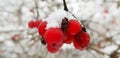 Snow-covered bright and multi-colored Christmas tree decorations on a snowy New Year tree with green needles in a winter country g Royalty Free Stock Photo