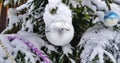 Snow-covered bright and multi-colored Christmas tree decorations on a snowy New Year tree Royalty Free Stock Photo