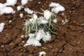 Snow covered Broadleaved lavender or Lavandula latifolia aromatic shrub plant with grey leaves in home garden surrounded with wet