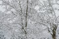 Snow Covered Brunches from a Leafless Tree During Winter Season. Low Angle View of a Bare Tree Royalty Free Stock Photo