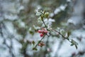 Snow-covered buds of Japanese quince or chaenomeles, Royalty Free Stock Photo