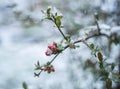 Snow-covered buds of Japanese quince or chaenomeles, Royalty Free Stock Photo