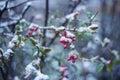 Snow-covered buds of Japanese quince or chaenomeles, snow on red buds of unblown flowers in spring, Royalty Free Stock Photo