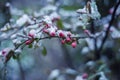 Snow-covered buds of Japanese quince or chaenomeles, snow on red buds of unblown flowers in spring, Royalty Free Stock Photo