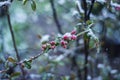 Snow-covered buds of Japanese quince or chaenomeles, snow on red buds of unblown flowers in spring, Royalty Free Stock Photo