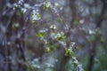 Snow-covered buds of Japanese quince or chaenomeles, snow on red buds of unblown flowers in spring, Royalty Free Stock Photo