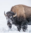 Snow covered buffalo in Yellowstone in January Royalty Free Stock Photo