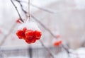 Snow-covered bunch of mountain ash with red berries on winter background with copy space. Royalty Free Stock Photo