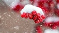 Snow-covered bunch of viburnum close up during a snowfall