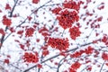 Snow covered bunches of red rowan berries. Royalty Free Stock Photo