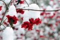 Snow-covered bunches of red viburnum berries in the winter garden Royalty Free Stock Photo